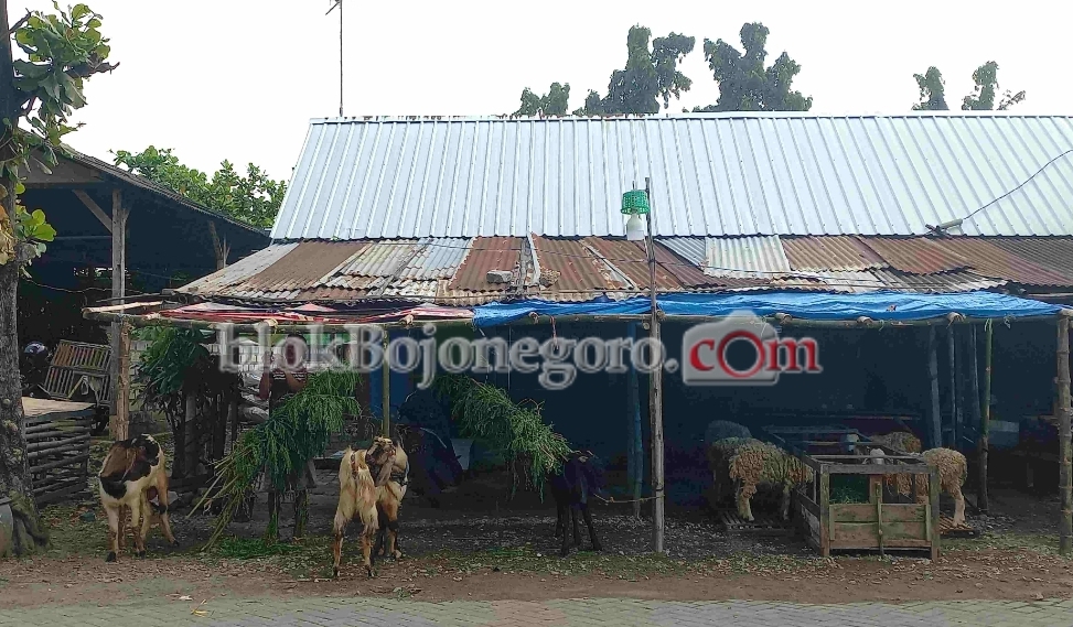 Jelang Idul Adha Pedagang Hewan Dadakan Mulai Bermunculan